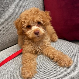 Meet 335 Bala’s newest pup Sergio 🐾 We love seeing all of our furry friends in the community. If you see this cute face around, make sure to say hello!! 
#petfriendly #apartmentliving #pupsofinstagram #furryfriends #luxuryapartments #balacynwyd Instagram post from @335balaapts on October 16, 2021 14:39:21pm