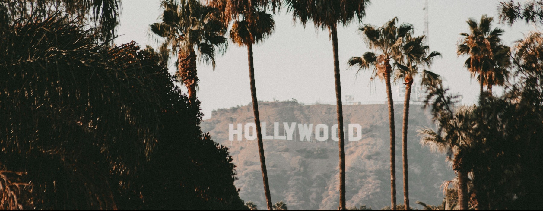 Hollywood sign behind swinging palm trees